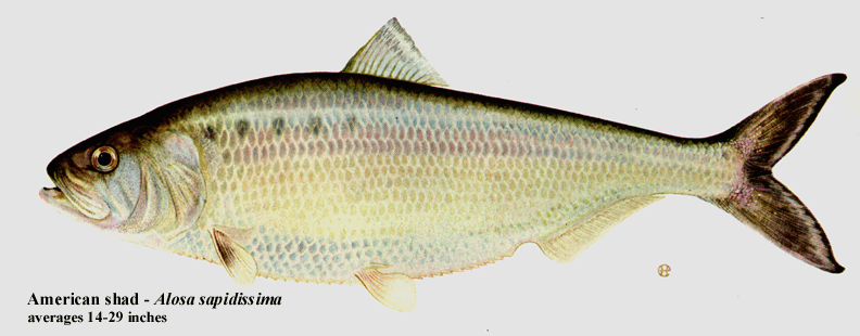 American Shad